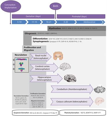 Murine Models for the Study of Fetal Alcohol Spectrum Disorders: An Overview